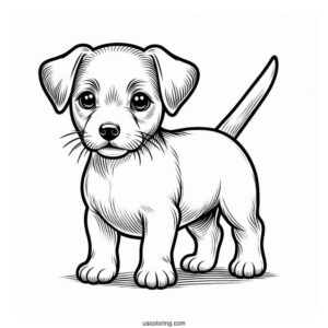 Jack Russell Terrier Puppy