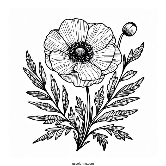 Flower Coloring Pages Of Poppy Anemones