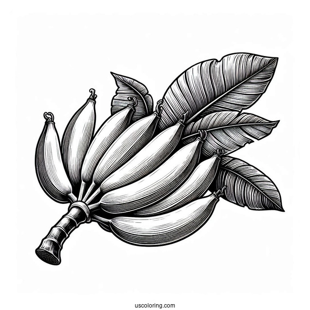 Cavendish Bananas Coloring Page